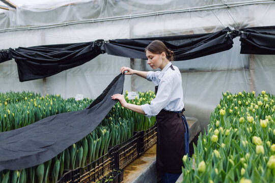 Growing tulips in a greenhouse