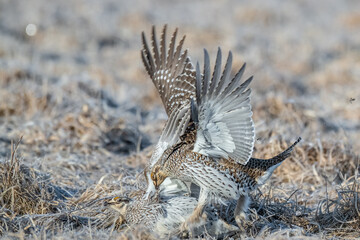 Sharptailed Grouse Fighting