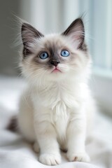 A cute kitten with blue eyes is sitting on a white blanket