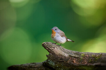 Red-breasted flycatcher (Ficedula parva)