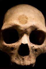 Calavera humana
