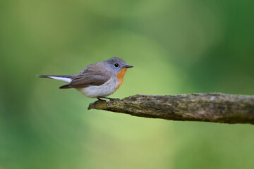 Obraz premium Red-breasted flycatcher (Ficedula parva)