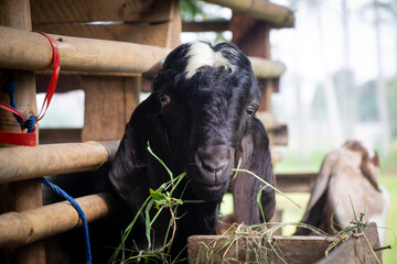 black male goat in a cage with a sharp gaze at the camera, Indonesian sacrificial animal