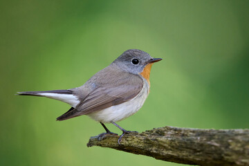 Red-breasted flycatcher (Ficedula parva)