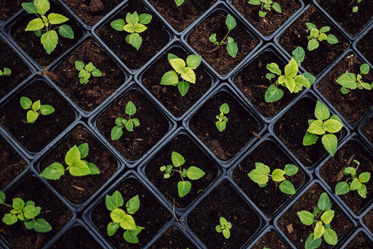 Seedlings in cups