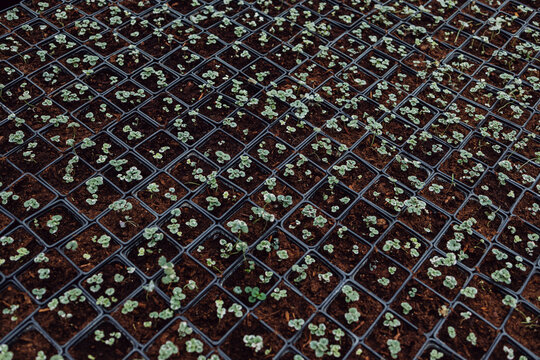 Seedlings in cups