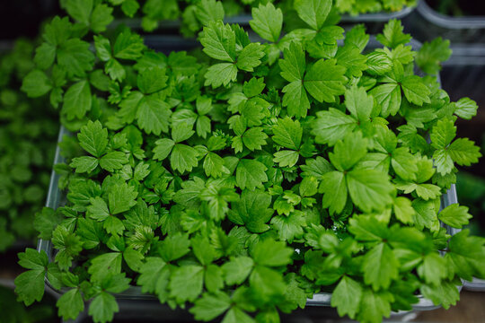 Seedlings in cups