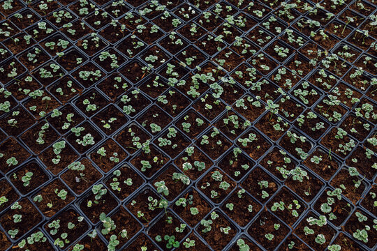 Seedlings in cups