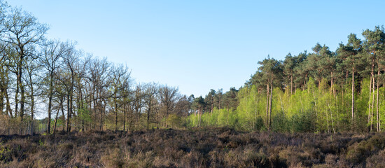 young birch trees with fresh spring leaves on edge of forest near Leusden and Amersfoort in holland