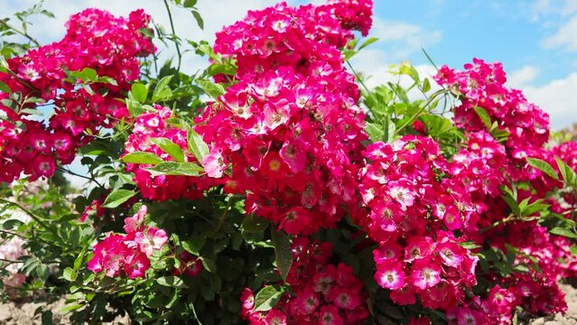 A rose is either a woody perennial flowering plant of genus Rosa. Bright pink, crimson and magenta double roses grow as a bush in park. Bush simple non-double small-flowered with many buds.