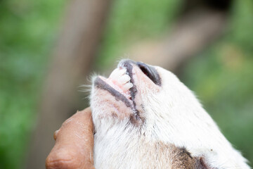 The farmer is checking the teeth of young goats to check the health of the livestock, closeup
