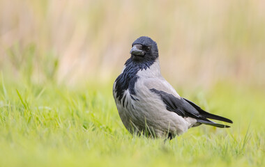 Hooded Crow - at the wet fields looking for food in spring