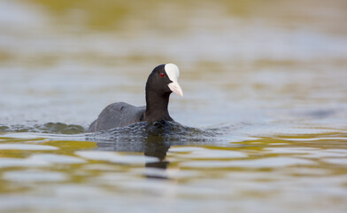 Eurasian coot - adult bird in spring