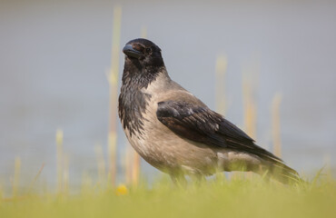 Hooded Crow - at the wet fields looking for food in spring