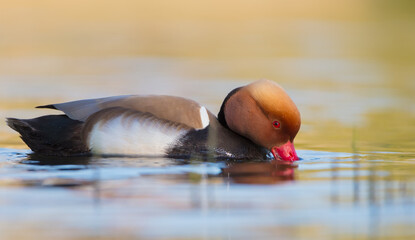 Red-crested pochard - male bird at a small pond in spring
