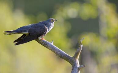 Common cuckoo - in spring at a wet forest