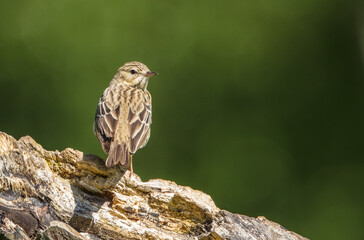 Tree pipit at the wet forest in spring