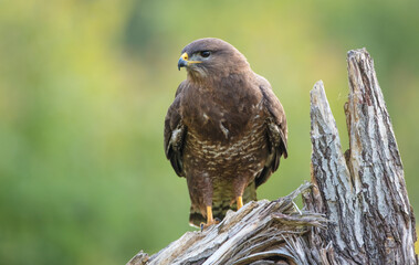 Common Buzzard in spring at a wet forest