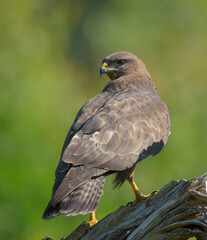 Fototapeta premium Common Buzzard in spring at a wet forest