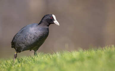 Fototapeta premium Eurasian coot - adult bird in spring