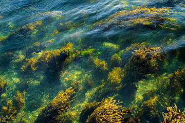 algae in the water