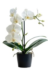 A beautiful white orchid plant in a sleek black pot. Perfect for interior design projects