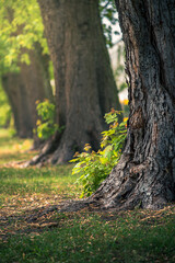 młode zielone drzewa wyrastające obok pnia dużego drzewa