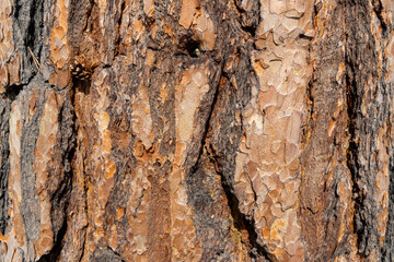 Maritime Pine, Pinus pinaster trunk symbol. Texture made of maritime pine tree bark. Beautiful...