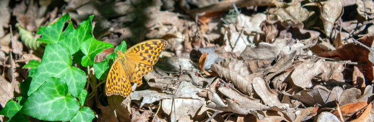 Paphia Argynnis butterfly sits on a green leaf of ivy on a sunny day. Argynnis paphia on the ground among dry foliage closeup. Paphia Argynnis among dry leaves