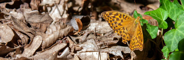 Paphia Argynnis butterfly sits on a green leaf of ivy on a sunny day. Argynnis paphia on the ground among dry foliage closeup. Paphia Argynnis among dry leaves