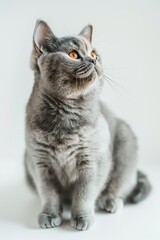 Obraz premium A grey cat with yellow eyes is sitting on a white surface
