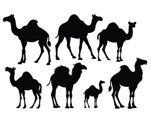 Set of bactrian Camel black silhouette vector on white background