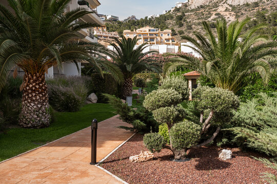 Green palms growing in tropical garden during daytime