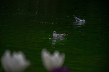 Floating seagull behind blurred white tulip in focus.