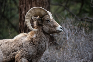 Bighorn Sheep Closeup
