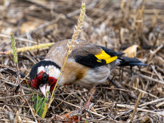 jilguero comiendo en el campo.