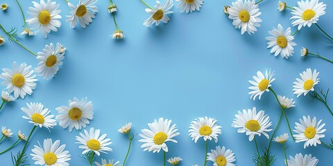Fototapeta premium Daisy template. Flat lay spring and summer chamomile, on a blue background