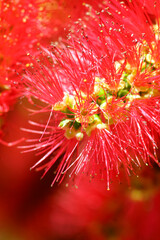 An exotic flower with long bright red stamens - Bottlebrushes plant during flowering, photographed from very close distance. Flora of Australia.