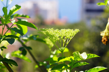 Flowers beginning to bloom on a branch of the Sambucus nigra plant from the Adoxaceae family. Elderflower - plants of Europe.