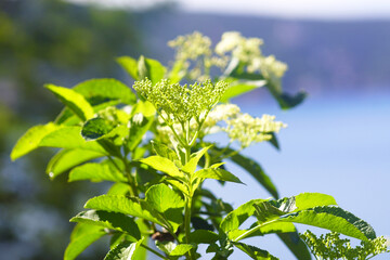 Sambucus nigra at the beginning of flowering - inflorescences on a tree, photographed close up on a sunny spring day. Elderberry flowers