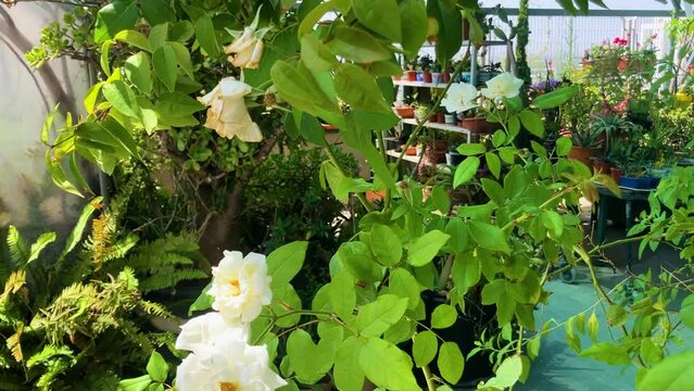 White large rose flowers, dogrose, Rosehip on green background. Rosa canina Red ripe rose hips on a branch. Roof garden
