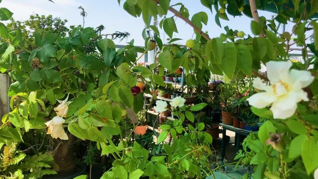 White large rose flowers, dogrose, Rosehip on green background. Rosa canina Red ripe rose hips on a branch. Roof garden