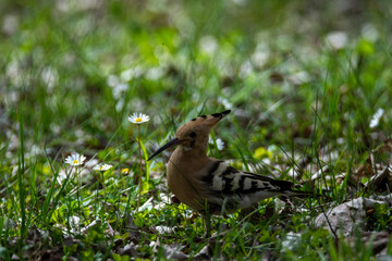hoopoe in spring
