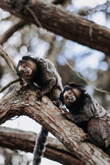 monkeys on the tree