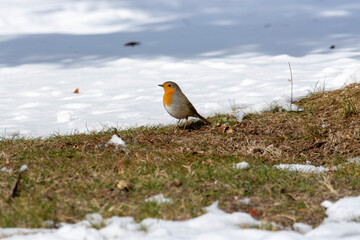 robin on the snow