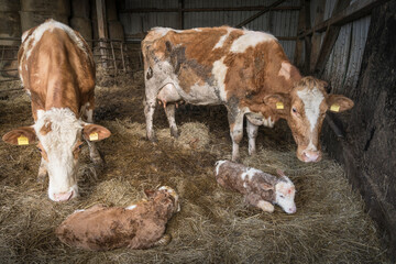 cattle with fresh born twin calfs
