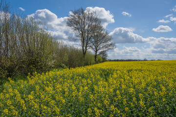 rapeseed field im full bloom on a stormy day