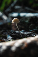 mushrooms in the forest
