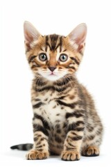 Obraz premium A kitten with a blue eye is sitting on a white background