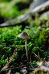 mushrooms in the forest